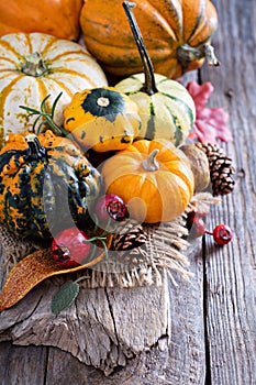 Pumpkins and variety of squash