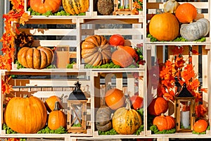 pumpkins of various varieties lie on a rack.