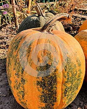 pumpkins, vegetable ðŸŽƒ