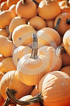 Pumpkins-2019_05