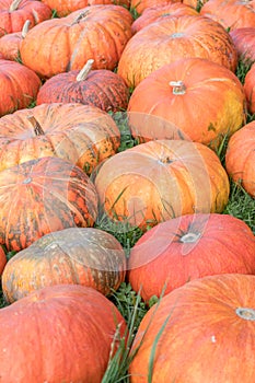 Pumpkins photo