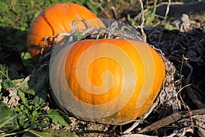 Pumpkins on the Vine