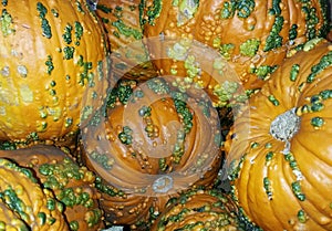 Pumpkins with warts photo