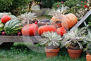 Pumpkins and watermelons lie on a wooden deckchair as decoration