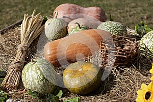 Pumpkins and wheat sheaf