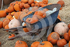 Pumpkins in a wheel barrow