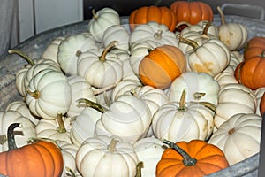 Pumpkins White and orange