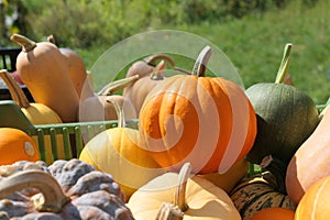 Pumpkins and winter squashes colorful harvest