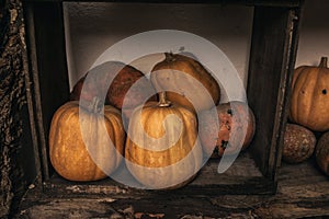 Pumpkins on wooden background. Many different pumpkins piled together. Collection of pumpkins.