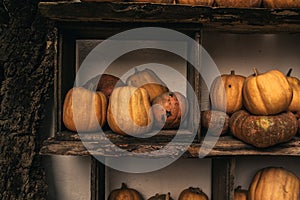 Pumpkins on wooden background. Many different pumpkins piled together. Collection of pumpkins.