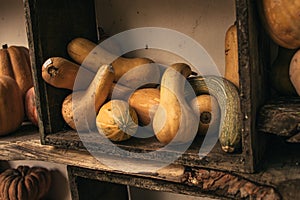 Pumpkins on wooden background. Many different pumpkins piled together. Collection of pumpkins.