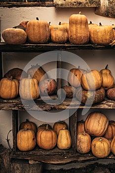 Pumpkins on wooden background. Many different pumpkins piled together. Collection of pumpkins.