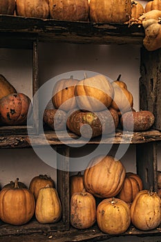 Pumpkins on wooden background. Many different pumpkins piled together. Collection of pumpkins.