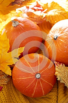 Pumpkins on yellow knitted background. Autumn cozy concept, with three orange pumpkins and leaves