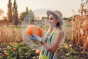 Pumpkins. Young woman farmer picking autumn crop of pumpkins on farm. Agriculture. Thanksgiving and Halloween