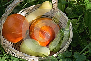 Pumpkins and zucchinis in a wicker backet on the green grass in the garden