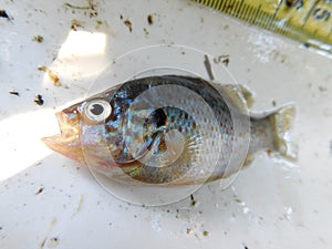 pumpkinseed colourful invasive species