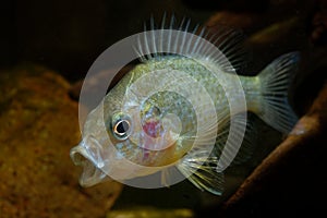 The pumpkinseed = Common Sunfish Lepomis gibbosus is a North American freshwater fish of the sunfish family Centrarchidae of o
