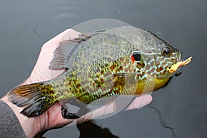 Pumpkinseed Fish Caught on Lure