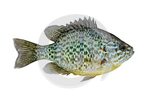 Pumpkinseed fish. Fresh alive freshwater sunfish isolated on white background