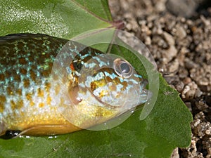 Pumpkinseed fish / sunfish Lepomis gibbosus, also known as pond perch. Close up on head and eye.