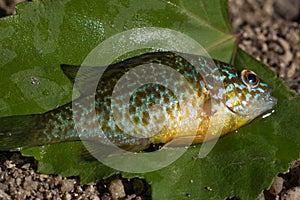 Pumpkinseed fish / sunfish Lepomis gibbosus close up, also known as pond perch