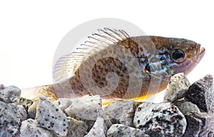 The pumpkinseed Lepomis gibbosus