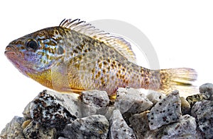 The pumpkinseed Lepomis gibbosus