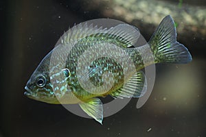 Pumpkinseed (Lepomis gibbosus).