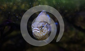 Pumpkinseed Lepomis gibbosus  North American Freshwater fish