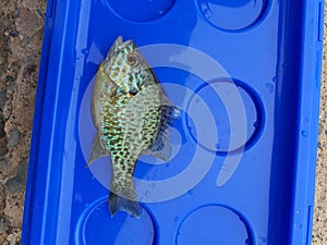 The pumpkinseed Lepomis gibbosus is a North American freshwater fish of the sunfish family