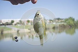 A pumpkinseed sunfish hooked by fisher by his fishing line