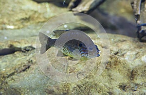 Pumpkinseed sunfish or Lepomis gibbosu
