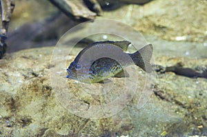 Pumpkinseed sunfish or Lepomis gibbosu