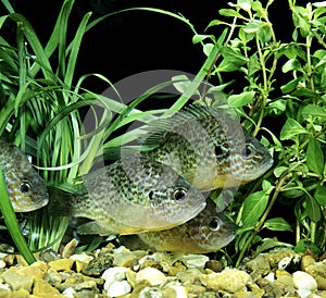 Pumpkinseed Sunfish, lepomis gibbosus