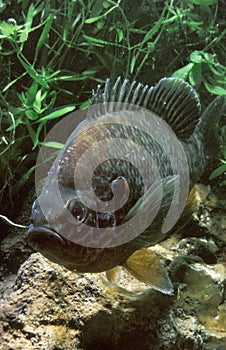 Pumpkinseed Sunfish, lepomis gibbosus, Adult