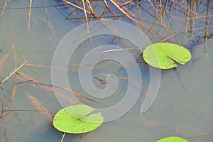 Pumpkinseed sunfish (Lepomis gibbosus) swimming in pond along hiking trail at Presqu\'ile