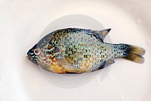 A pumpkinseed sunfish on a white plate.