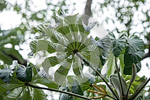 Pumpwood plant leaves