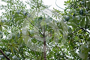 Pumpwood plant leaves