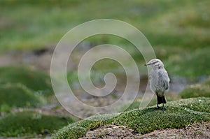 Puna ground tyrant Muscisaxicola juninensis in a meadow.