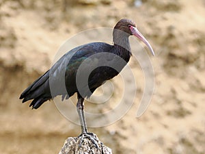 Puna ibis standing on rock photo