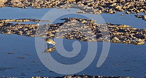 Puna Plover, Charadrius alticola at Atacama lagoon