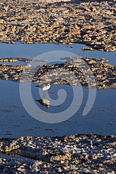 Puna Plover, Charadrius alticola at Atacama lagoon