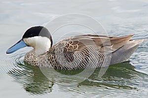 Puna Teal Duck photo