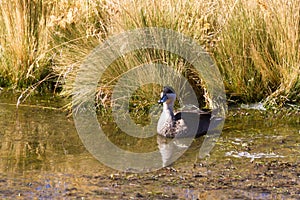 Puna teal at the Vegas de Putana wetland photo