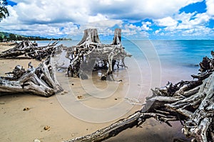 Punaluu Beach Park and  driftwood in oahu hawaii