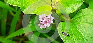 Punarnava Flowering plant Flowers and Leaves photo