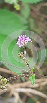 Punarnava Flowers and Buds on Blurred Background photo