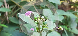 Punarnava Flowers and Buds on Green Leaves Background